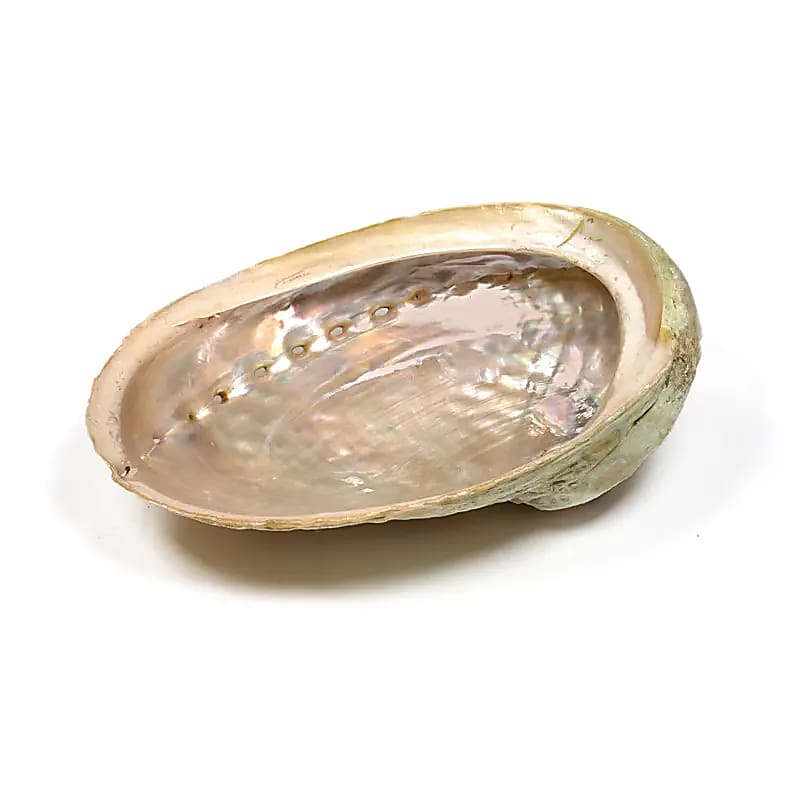 Brucia incenso e smudge conchiglia Abalone Haliotis L diversicolor