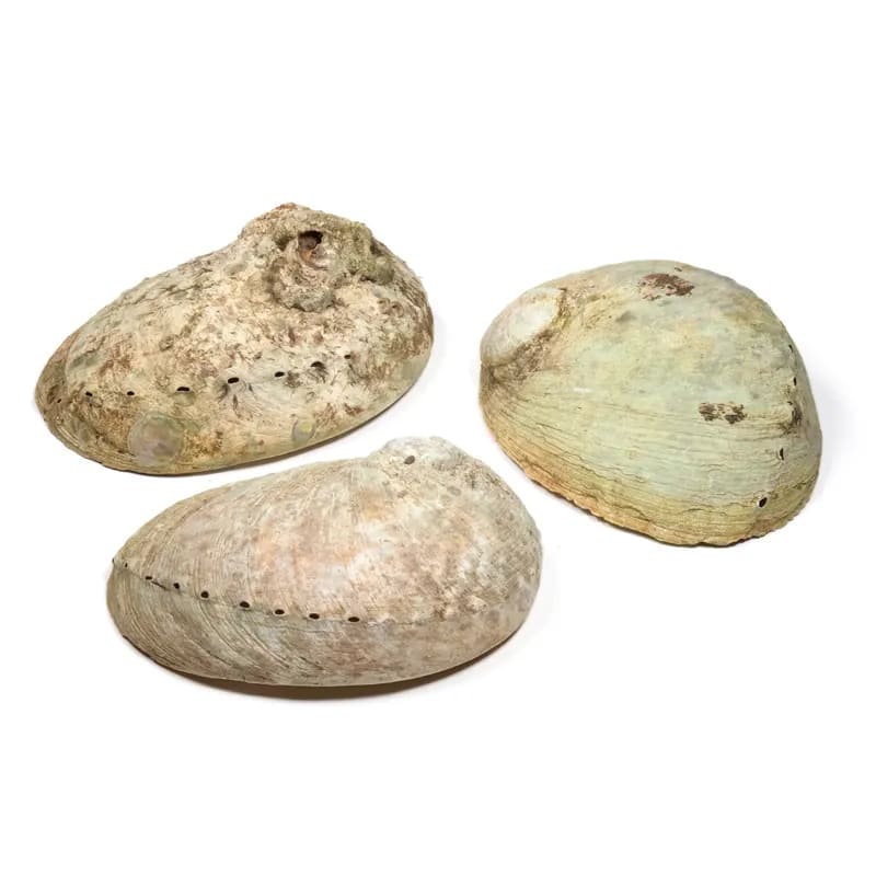 Brucia incenso e smudge conchiglia Abalone Haliotis L diversicolor